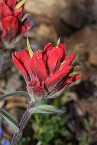 Indian Paintbrush Castilleja Indivisa Samen zur Aussaat Wild Garten Blume Border