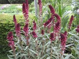 Lysimachia blume samen for anpflanzung perfect for borders heirloom & gmo free samen for home garten 
 
 sale for anpflanzung in home garten