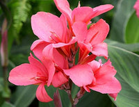 Rosa Canna Blumensamen zur Aussaat Bestäuber freundlich Traditionssorte & ohne Gentechnik Samen Hausgarten