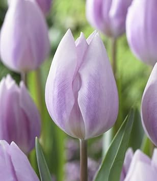 Light lila tulip blume samen for anpflanzung rich blooms heirloom & gmo free samen for home garten 
 
 sale for anpflanzung in home garten