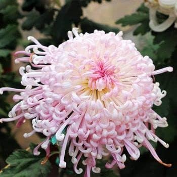 Rosa chrysanthemum blume samen for anpflanzung cut blume favorite heirloom & gmo free samen for home garten
sale samen for home garten anpflanzung