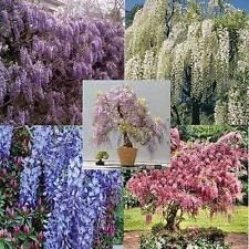 Mix wisteria blume samen for anpflanzung - cut blume favorite, heirloom & gmo free samen for home garten
 
 sale samen for anpflanzung in home garten