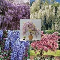 Mix wisteria blume samen for anpflanzung - cut blume favorite, heirloom & gmo free samen for home garten
 
 sale samen for anpflanzung in home garten