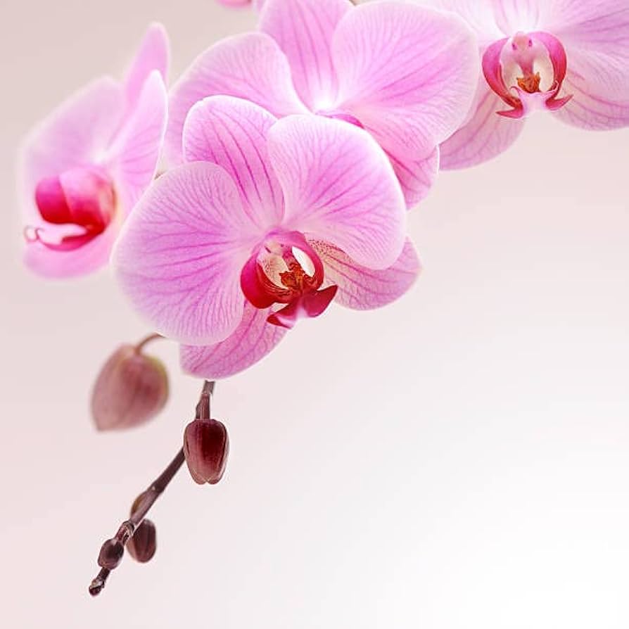 Mini Orchidee Schmetterlingsorchidee Bonsai Blumensamen