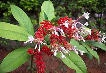 Heirloom rauvolfia blume samen for anpflanzung garten favorite heirloom & gmo free samen for home garten 
 
 sale for anpflanzung in home garten