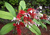 Heirloom rauvolfia blume samen for anpflanzung garten favorite heirloom & gmo free samen for home garten 
 
 sale for anpflanzung in home garten