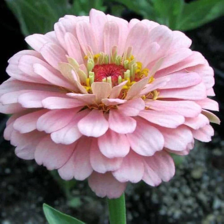 hell Rosa Zinnie Blumensamen zur Aussaat leuchtend Blüten Traditionssorte & ohne Gentechnik Samen Hausgarten