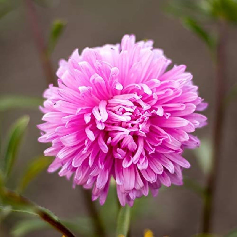 selten Rosa Chrysantheme Blumensamen zur Aussaat – Drought verträglich – Traditionssorte & ohne Gentechnik Samen Hausgarten
