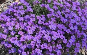Aubrieta violet blume samen for anpflanzung - shade tolerant, heirloom & gmo free samen for home garten
 
 sale samen for anpflanzung in home garten