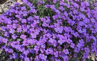 Aubrieta violet blume samen for anpflanzung - shade tolerant, heirloom & gmo free samen for home garten
 
 sale samen for anpflanzung in home garten