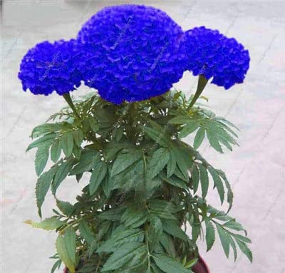 Blau Studentenblume Blumensamen Hausgarten