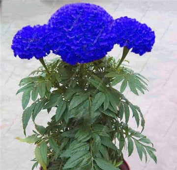 Blau Studentenblume Blumensamen Hausgarten