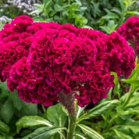 dunkel Rosa Celosia Samen Blumensamen zur Aussaat – saisonal Dauerblüher – Traditionssorte & ohne Gentechnik Samen Hausgarten