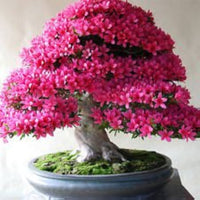 selten Bonsai Hot Rose & Rosa Azalee Samen farbenfroh Garten Blüten