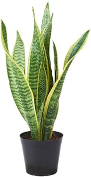 Sansevieria blume samen for anpflanzung - sun loving, heirloom & gmo free samen for home garten
 
 sale for anpflanzung in home garten.