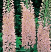 Eremurus Blumensamen zur Aussaat – Halbschatten verträglich – Traditionssorte & ohne Gentechnik Samen Hausgarten