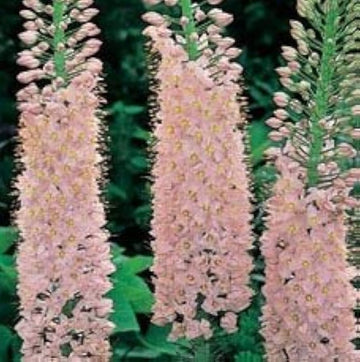 Eremurus Blumensamen zur Aussaat – Halbschatten verträglich – Traditionssorte & ohne Gentechnik Samen Hausgarten