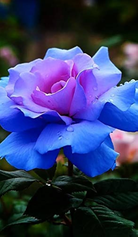 Rosa und Blau Rose Blumensamen zur Aussaat – ideal Rabatten – Traditionssorte & ohne Gentechnik Samen Hausgarten