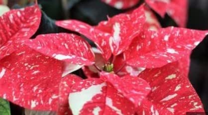 Rot Weiß Buntnessel Blumensamen zur Aussaat Halbschatten verträglich Traditionssorte & ohne Gentechnik Samen Hausgarten