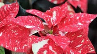 Rot Weiß Buntnessel Blumensamen zur Aussaat Halbschatten verträglich Traditionssorte & ohne Gentechnik Samen Hausgarten