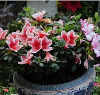 Colorful azalea blume samen for anpflanzung