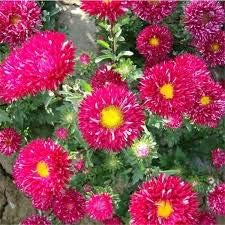 Rosa carnation dianthus caryophyllus samen for anpflanzung premium quality heirloom & gmo free samen for home garten
 
 sale for anpflanzung in home garten