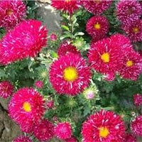 Rosa carnation dianthus caryophyllus samen for anpflanzung premium quality heirloom & gmo free samen for home garten
 
 sale for anpflanzung in home garten