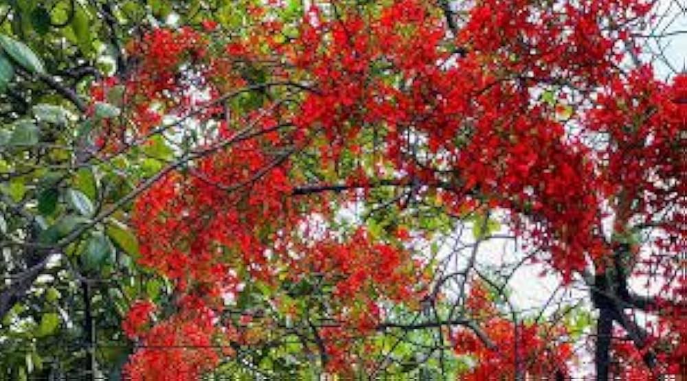 Rot Jacaranda Blumensamen zur Aussaat Wildblume Mischung Traditionssorte & ohne Gentechnik Samen Hausgarten