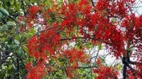 Rot Jacaranda Blumensamen zur Aussaat Wildblume Mischung Traditionssorte & ohne Gentechnik Samen Hausgarten