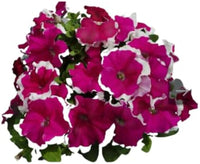 Rot Picotee Petunie Dreams Samen zur Aussaat Balcony Planters Blume Beds