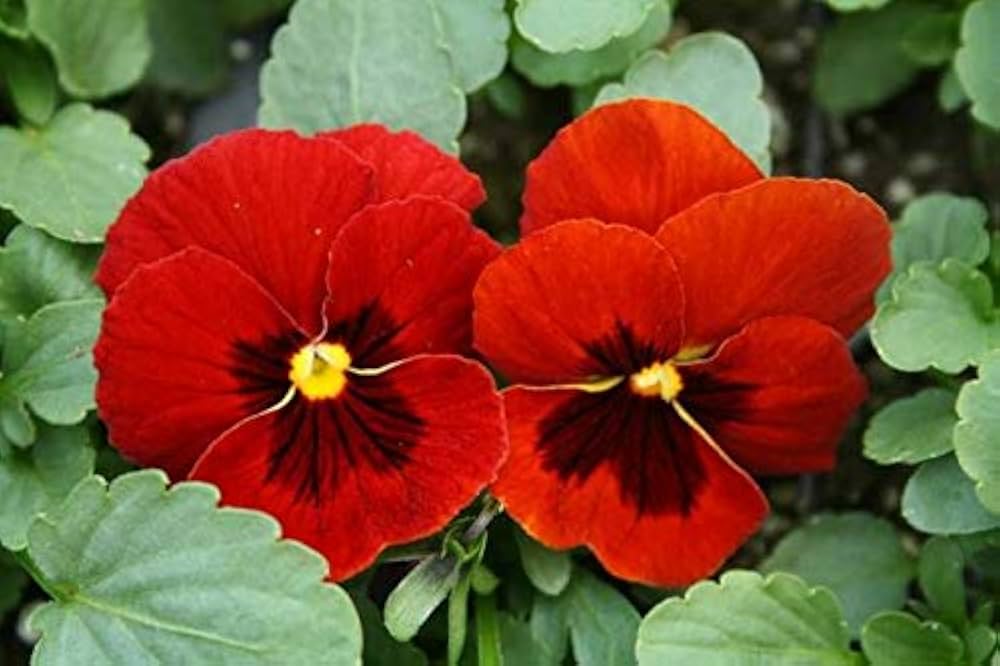 Stiefmütterchen Veilchen x wittrockiana Alpenglow Samen zur Aussaat Blume Beet balcony Garten