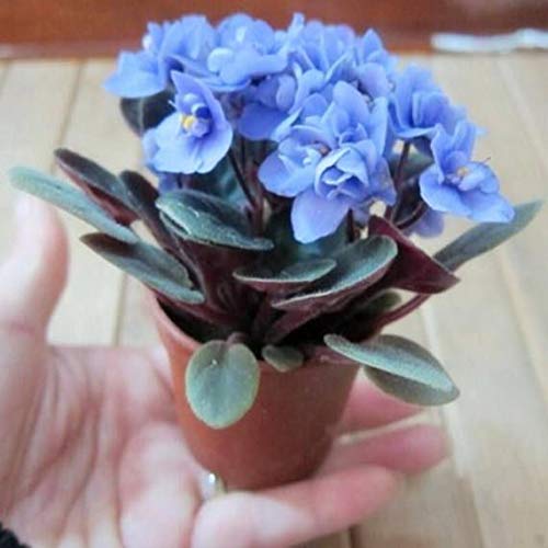Blau Mini Violett selten Blumensamen zur Aussaat sonnenliebend Traditionssorte & ohne Gentechnik Samen Hausgarten