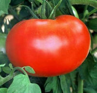 Better Boy Tomate Samen zum Pflanzen Home Gemüse Patch