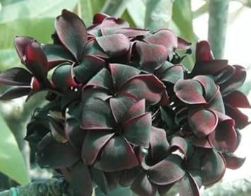 Schwarz frangipani blume samen for anpflanzung - drought tolerant, heirloom & gmo free samen for home garten
 
 sale samen for home garten
