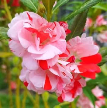 Balsam camellia samen for anpflanzung - weiß & rot blume