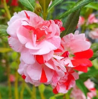 Balsam camellia samen for anpflanzung - weiß & rot blume