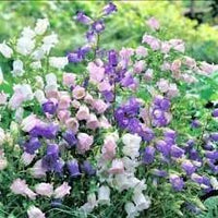 Heirloom canterbury blume samen for anpflanzung easy to grow heirloom & gmo free samen for home garten 
 
 sale for anpflanzung in home garten