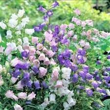 Heirloom canterbury blume samen for anpflanzung easy to grow heirloom & gmo free samen for home garten 
 
 sale for anpflanzung in home garten