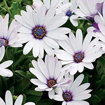 Osteospermum weiß blume samen for anpflanzung - fragrant blossoms, heirloom & gmo free samen for home garten
 
 sale for anpflanzung in home garten