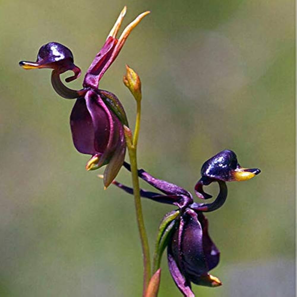 Flying Duck Orchidee Samen Blumensamen zur Aussaat Anzucht Traditionssorte & ohne Gentechnik Samen Hausgarten