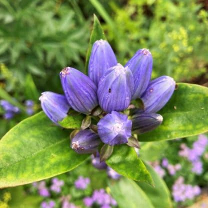 Violett Gentian Blumensamen hochwertige Qualitäts- Traditionssorte & ohne Gentechnik Samen Hausgarten