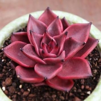 Echeveria agavoides romeo blume samen for anpflanzung - compact growth, heirloom & gmo free samen for home garten
 
 sale samen for home garten