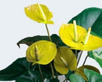 Gelb anthurium andraeanu blume samen for anpflanzung - vibrant colors, heirloom & gmo free samen for home garten
 
 sale samen for home garten