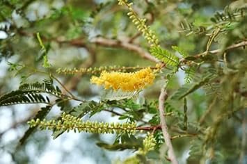 Prosopis cineraria tree samen for anpflanzung - cottage garten essential, heirloom & gmo free samen for home garten
 
 sale samen for home garten
