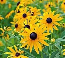 Gelb goldsturm blume samen for anpflanzung - fragrant blossoms, heirloom & gmo free samen for home garten
 
 sale for anpflanzung in home garten.