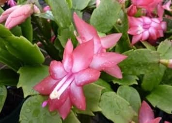 Peach zygocactus truncatus blume samen for anpflanzung - easy to grow, heirloom & gmo free samen for home garten
 
 sale for anpflanzung in home garten