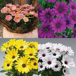 Mixed osteospermum blume samen for anpflanzung - perfect for borders, heirloom & gmo free samen for home garten
 
 sale for anpflanzung in home garten.