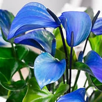 Blau Flamingoblume Blumensamen zur Aussaat – hochwertige Qualitäts- – Traditionssorte & ohne Gentechnik Samen Hausgarten