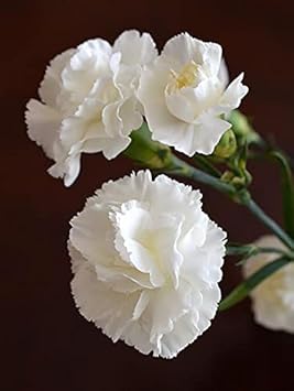 Caryophyllus blume samen for anpflanzung - sun loving, heirloom & gmo free samen for home garten
 
 sale for anpflanzung in home garten