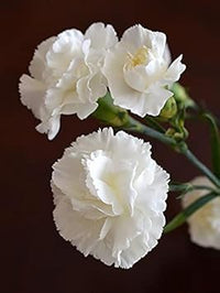 Caryophyllus blume samen for anpflanzung - sun loving, heirloom & gmo free samen for home garten
 
 sale for anpflanzung in home garten